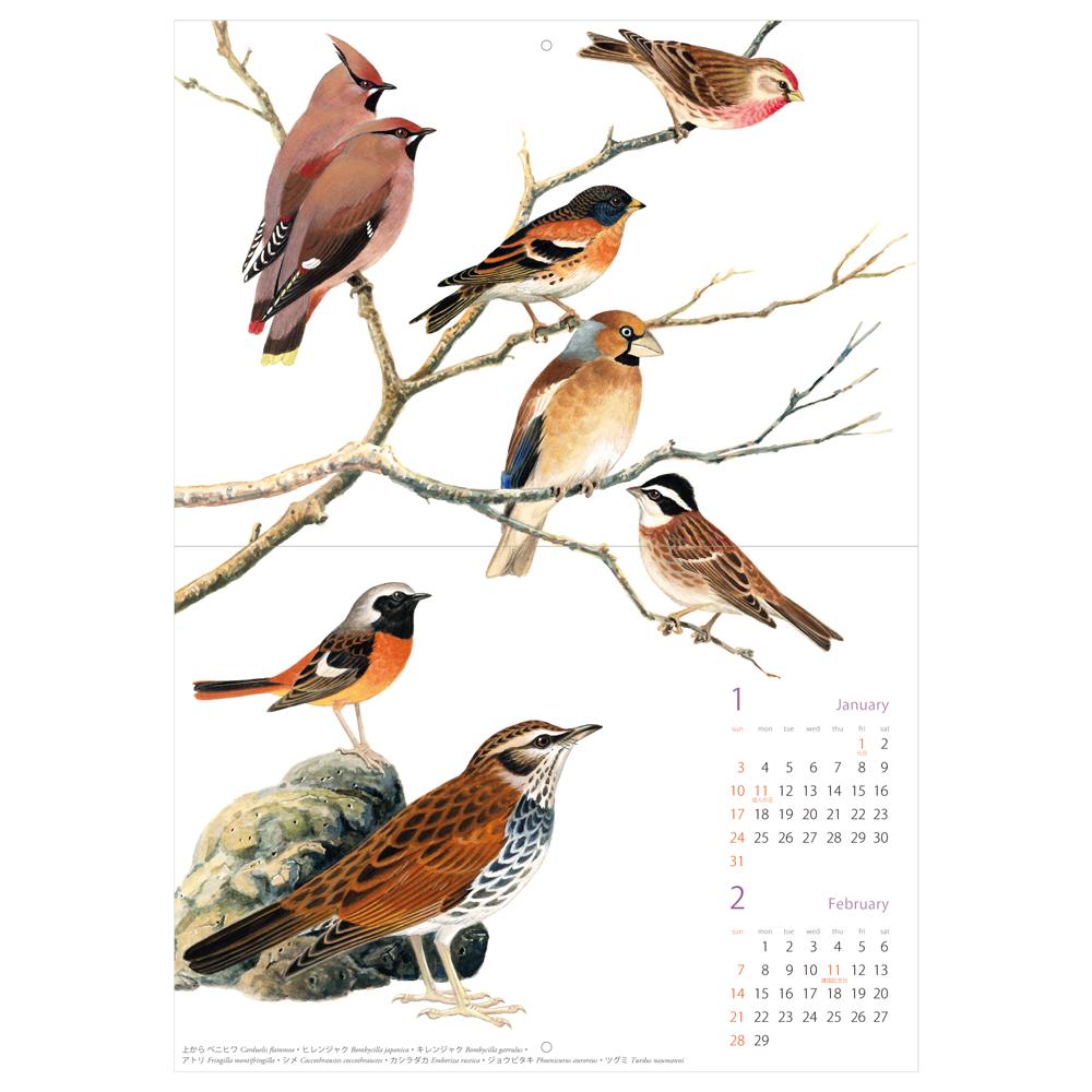 薮内正幸イラストカレンダー2016 〜八ヶ岳の野鳥〜 – いきもの細密画
