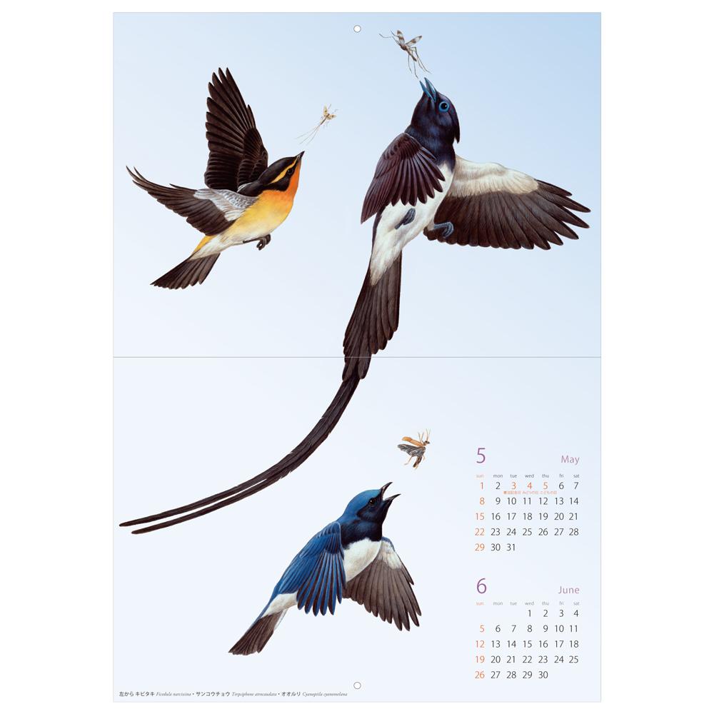 薮内正幸イラストカレンダー2016 〜八ヶ岳の野鳥〜 – いきもの細密画